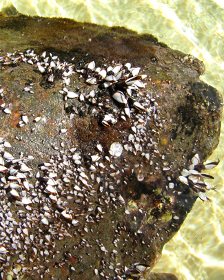 Gooseneck barnacles on a loggerhead Gooseneck barnacles on a loggerhead