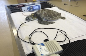 Ventral cervical artery ventral cervical artery doppler